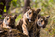 Death of five tigers in Karnataka due to poisoning: CCF